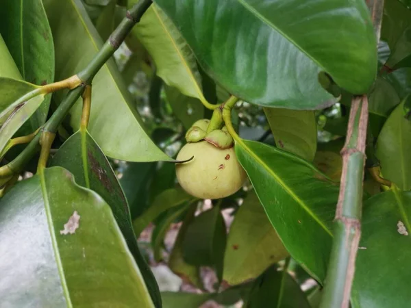 Omogna Gröna Växande Mangostan Frukter — Stockfoto