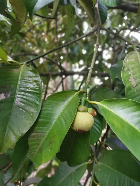 Frutos Mangostán Crecimiento Verde Inmaduro —  Fotos de Stock