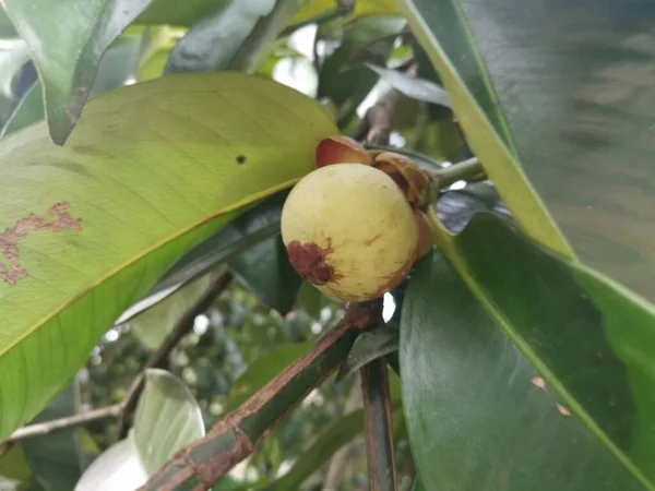 Olgunlaşmamış Yeşil Mangosteen Meyveleri — Stok fotoğraf