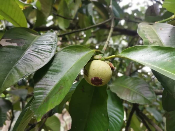 Frutos Mangostán Crecimiento Verde Inmaduro —  Fotos de Stock