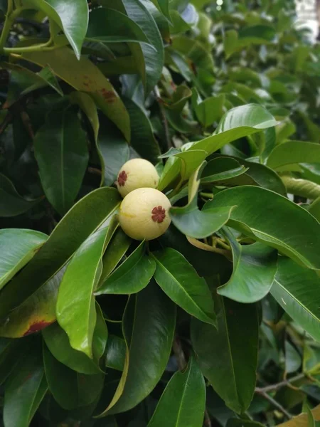 Olgunlaşmamış Yeşil Mangosteen Meyveleri — Stok fotoğraf