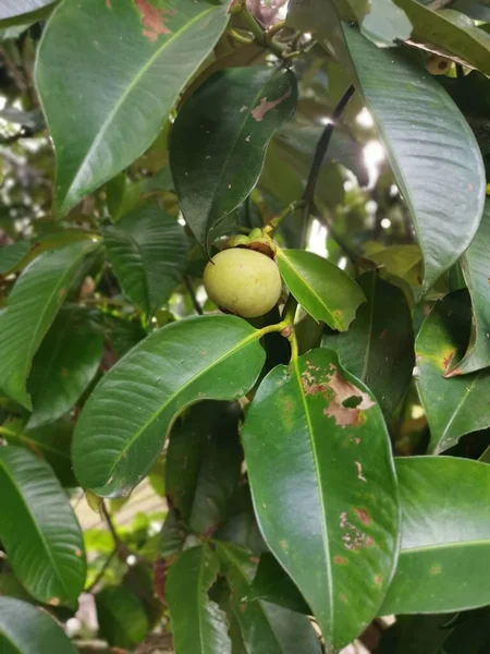Nezralé Zelené Rostoucí Mangostanové Plody — Stock fotografie