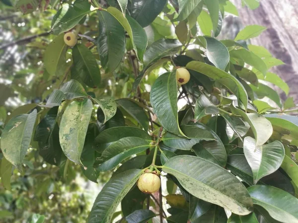 Frutos Mangostán Crecimiento Verde Inmaduro —  Fotos de Stock