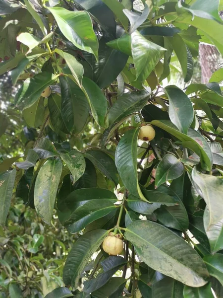 Frutos Mangostán Crecimiento Verde Inmaduro —  Fotos de Stock