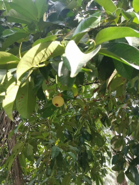 Unreife Grüne Mangostanfrüchte — Stockfoto