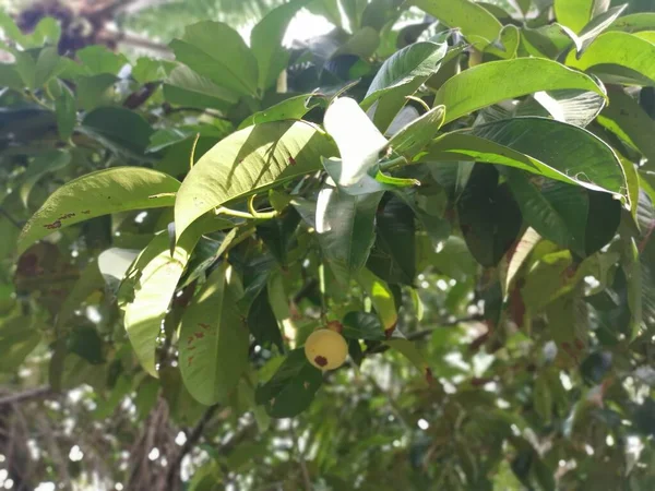 Unreife Grüne Mangostanfrüchte — Stockfoto