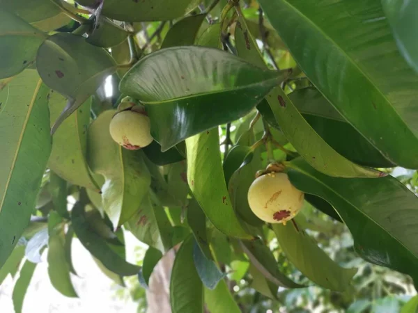 Olgunlaşmamış Yeşil Mangosteen Meyveleri — Stok fotoğraf