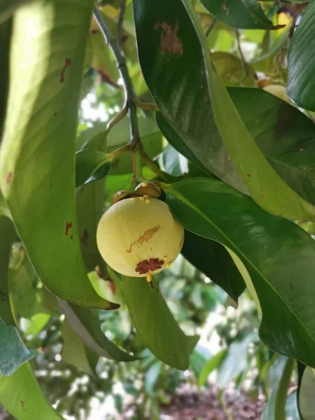 Niedojrzałe Zielone Owoce Mangosteen Uprawy — Zdjęcie stockowe