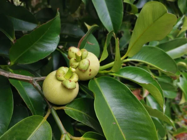 Frutti Mangostano Crescita Verde Acerba — Foto Stock