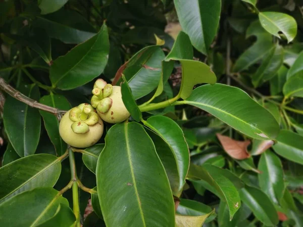 Nezralé Zelené Rostoucí Mangostanové Plody — Stock fotografie
