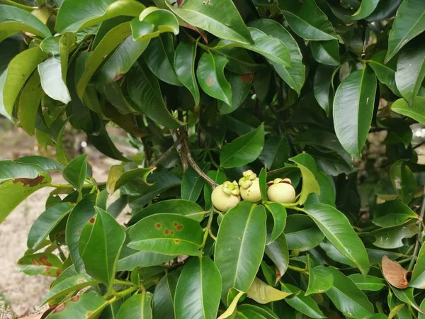 Omogna Gröna Växande Mangostan Frukter — Stockfoto
