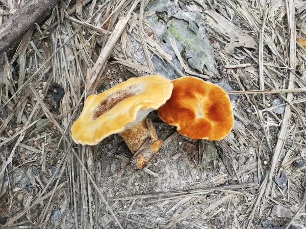 Two Elegant Polypore Fungus Ground — Zdjęcie stockowe