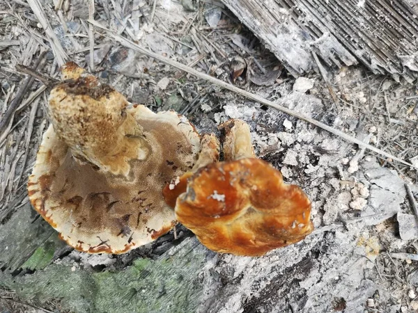 Two Elegant Polypore Fungus Ground — Zdjęcie stockowe
