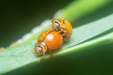 tek renkli turuncu harmoni uğur böceği