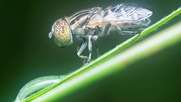 Close Spot Eyed Hoverfly — Φωτογραφία Αρχείου