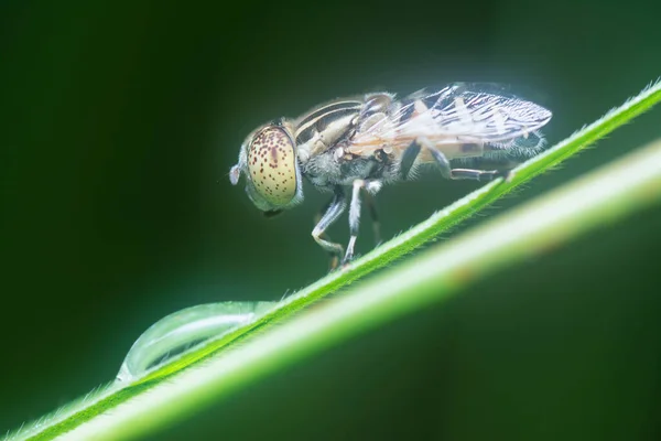 Nahaufnahme Mit Der Punktförmigen Schwebfliege — Stockfoto