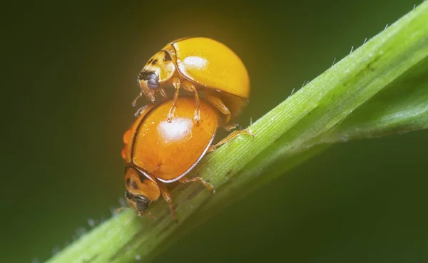 Solo Color Naranja Harmonia Ladybeetle — Foto de Stock