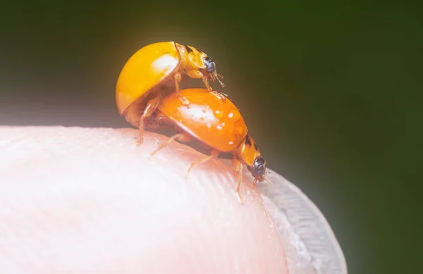Single Colored Orange Harmonia Ladybeetle — Stockfoto