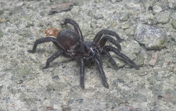 Spiny Trap Door Spider Crawling Ground — Zdjęcie stockowe