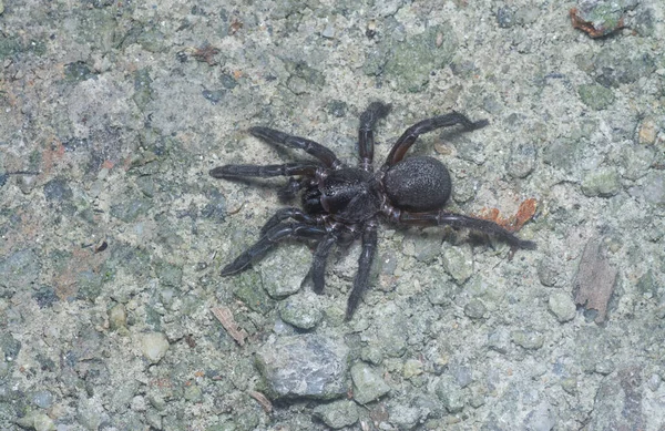 Stachelige Fangtür Spinne Kriecht Auf Dem Boden — Stockfoto