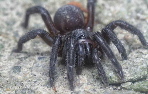 Spiny Trap Door Spider Crawling Ground — Stockfoto