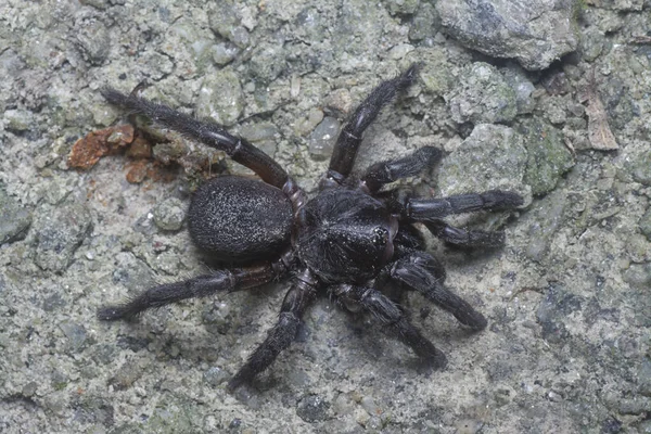 Spiny Trap Door Spider Crawling Ground — Zdjęcie stockowe