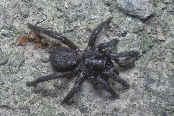 Spiny Trap Door Spider Crawling Ground — Stockfoto