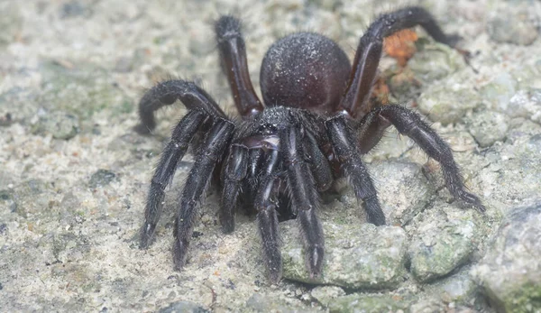 Spiny Trap Door Spider Crawling Ground — Stockfoto