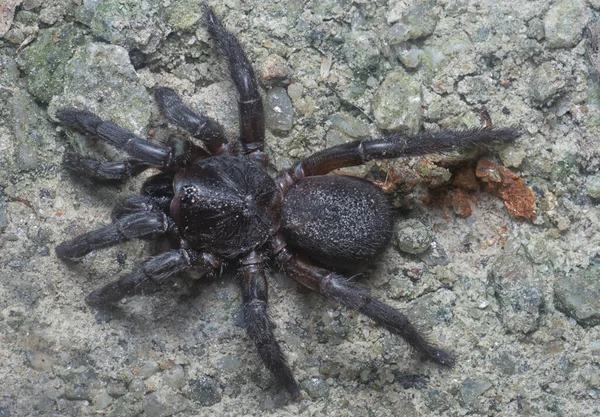 Spiny Trap Door Spider Crawling Ground — Φωτογραφία Αρχείου