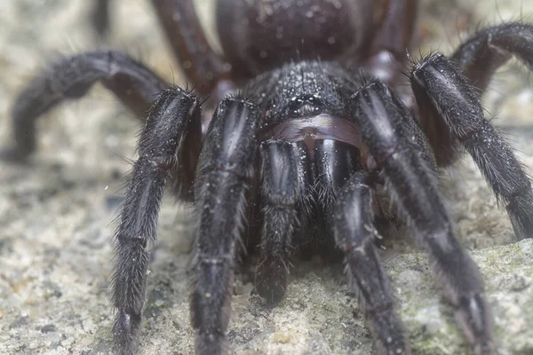 Spiny Trap Door Spider Crawling Ground — Stockfoto