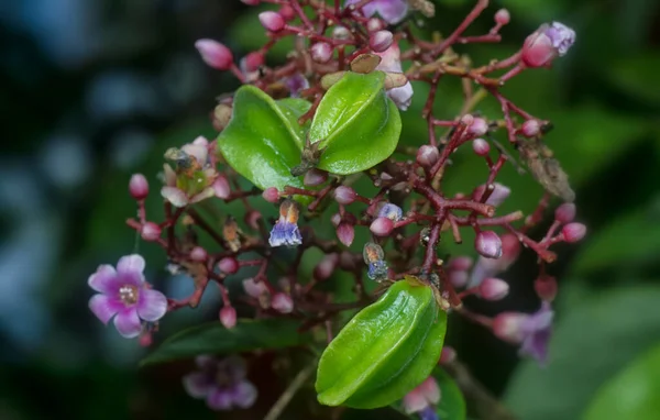 Nahaufnahme Der Averrhoa Carambola Flora — Stockfoto
