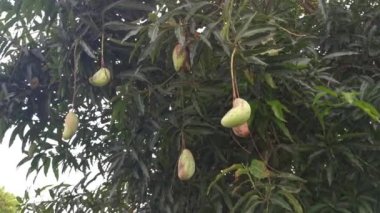 Green unripe mango hanging on tree branch.