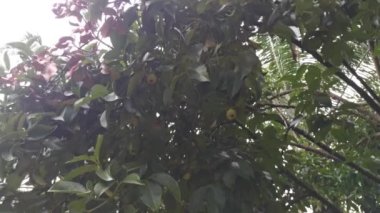 wild mangosteen tree growing in the plantation
