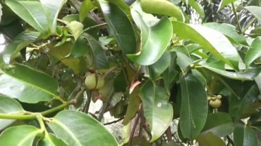 wild mangosteen tree growing in the plantation