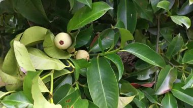 wild mangosteen tree growing in the plantation