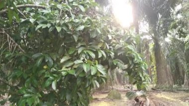 wild mangosteen tree growing in the plantation