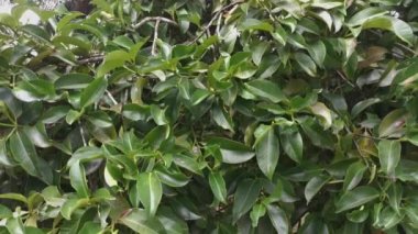 wild mangosteen tree growing in the plantation