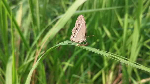 Chilades Lycaenidae Πεταλούδα Αναπαύεται Λεπίδα Του Χόρτου — Αρχείο Βίντεο