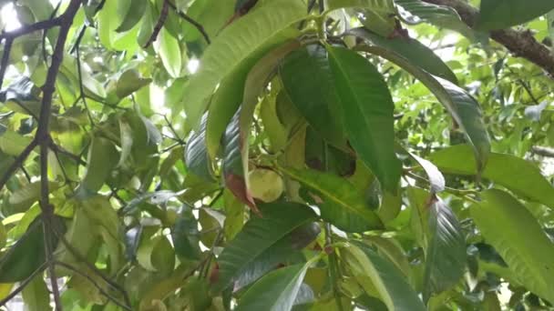 Wilder Mangostanbaum Wächst Auf Der Plantage — Stockvideo