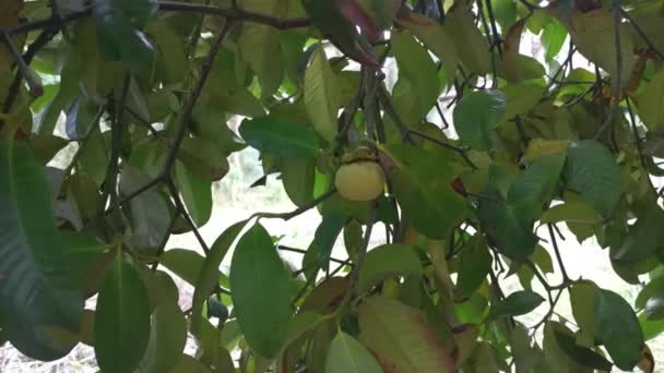 Wilder Mangostanbaum Wächst Auf Der Plantage — Stockvideo