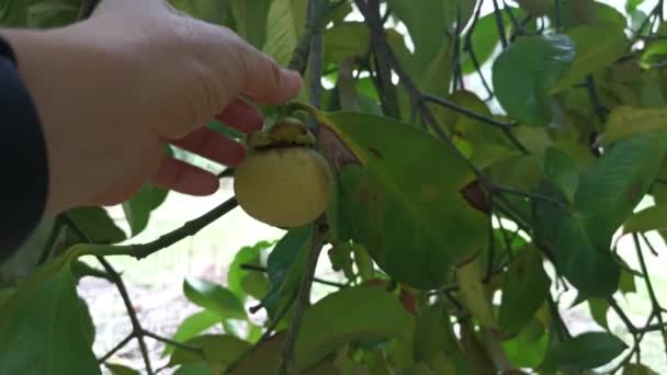 Άγρια Δένδρα Mangosteen Που Αναπτύσσονται Στη Φυτεία — Αρχείο Βίντεο