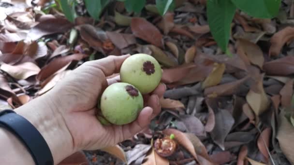 Wilder Mangostanbaum Wächst Auf Der Plantage — Stockvideo