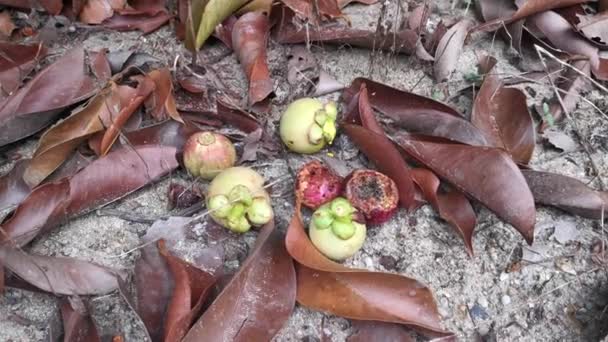 Wild Mangosteen Tree Growing Plantation — Stok video