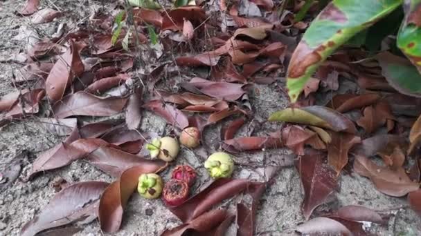 Mangostão Selvagem Que Cresce Plantação — Vídeo de Stock