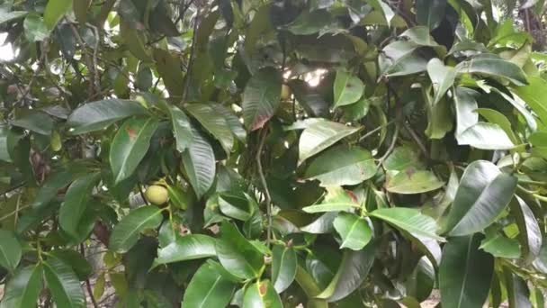 Άγρια Δένδρα Mangosteen Που Αναπτύσσονται Στη Φυτεία — Αρχείο Βίντεο