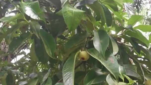 Mangostão Selvagem Que Cresce Plantação — Vídeo de Stock