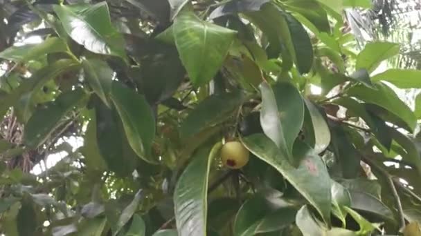 Wilder Mangostanbaum Wächst Auf Der Plantage — Stockvideo