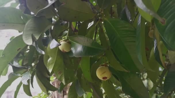 Wild Mangosteen Tree Growing Plantation — Stock Video