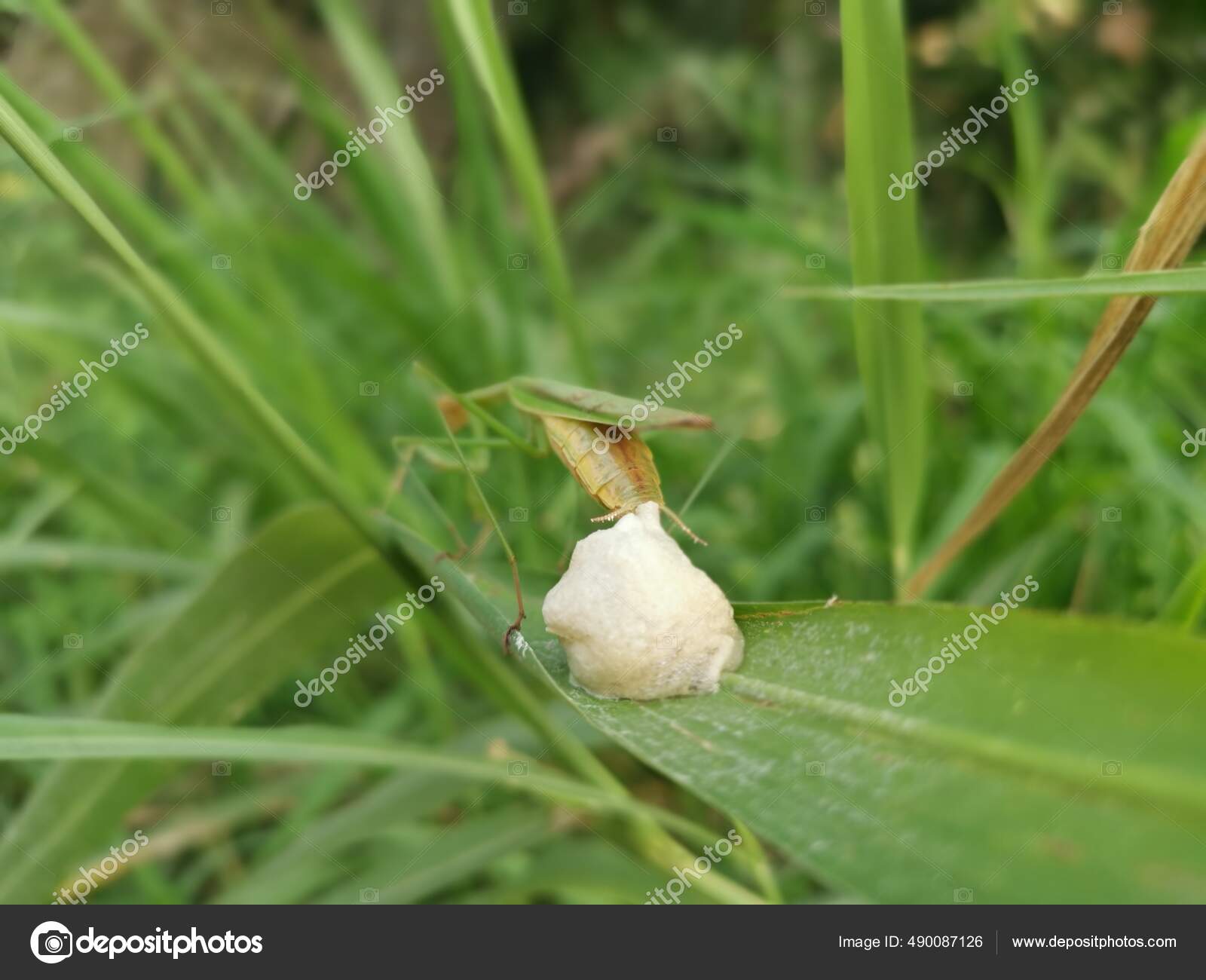 Praying Mantis Female Laying Egg Sacs Blade Grass Stock Photo by
