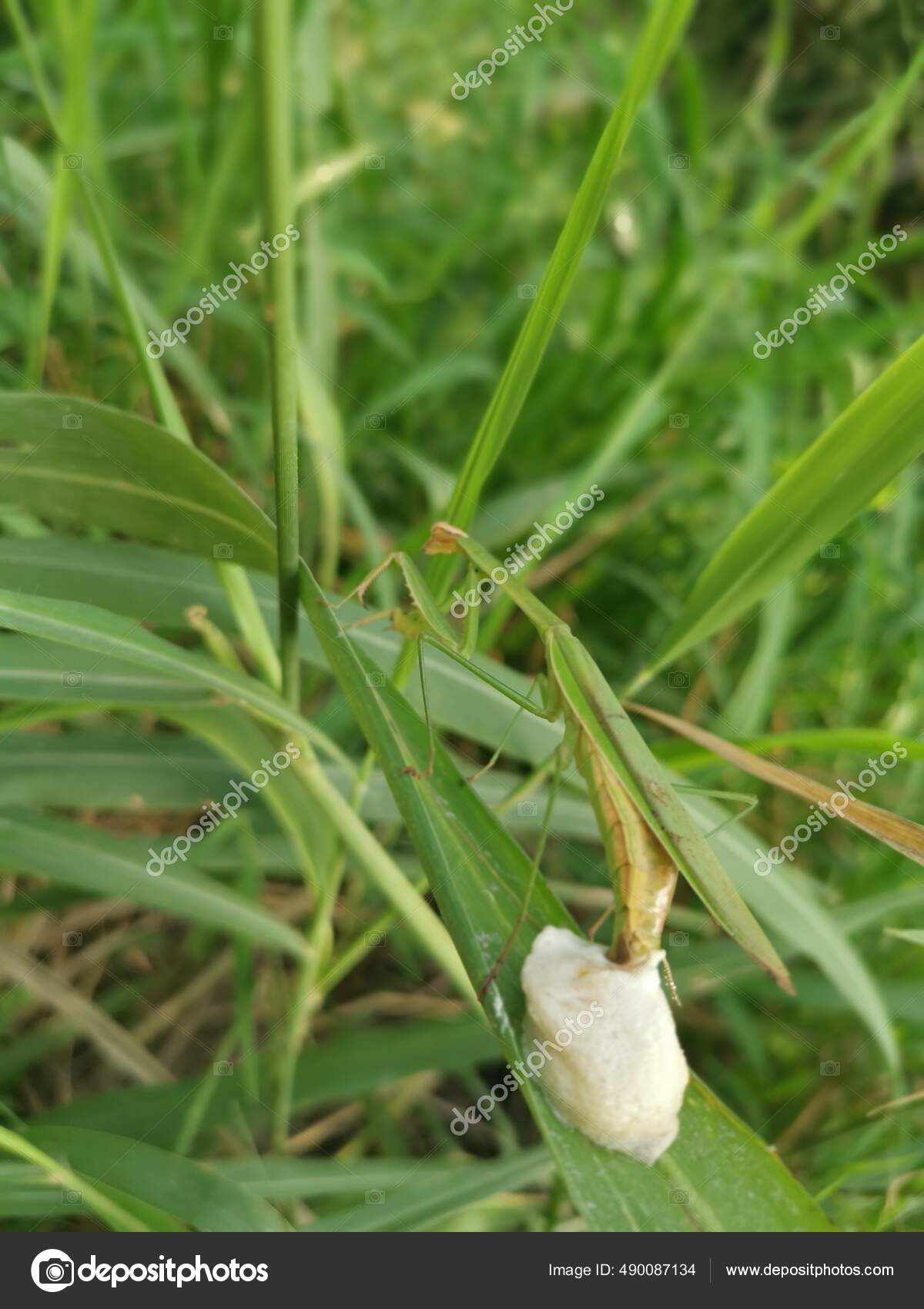Praying Mantis Female Laying Egg Sacs Blade Grass Stock Photo by
